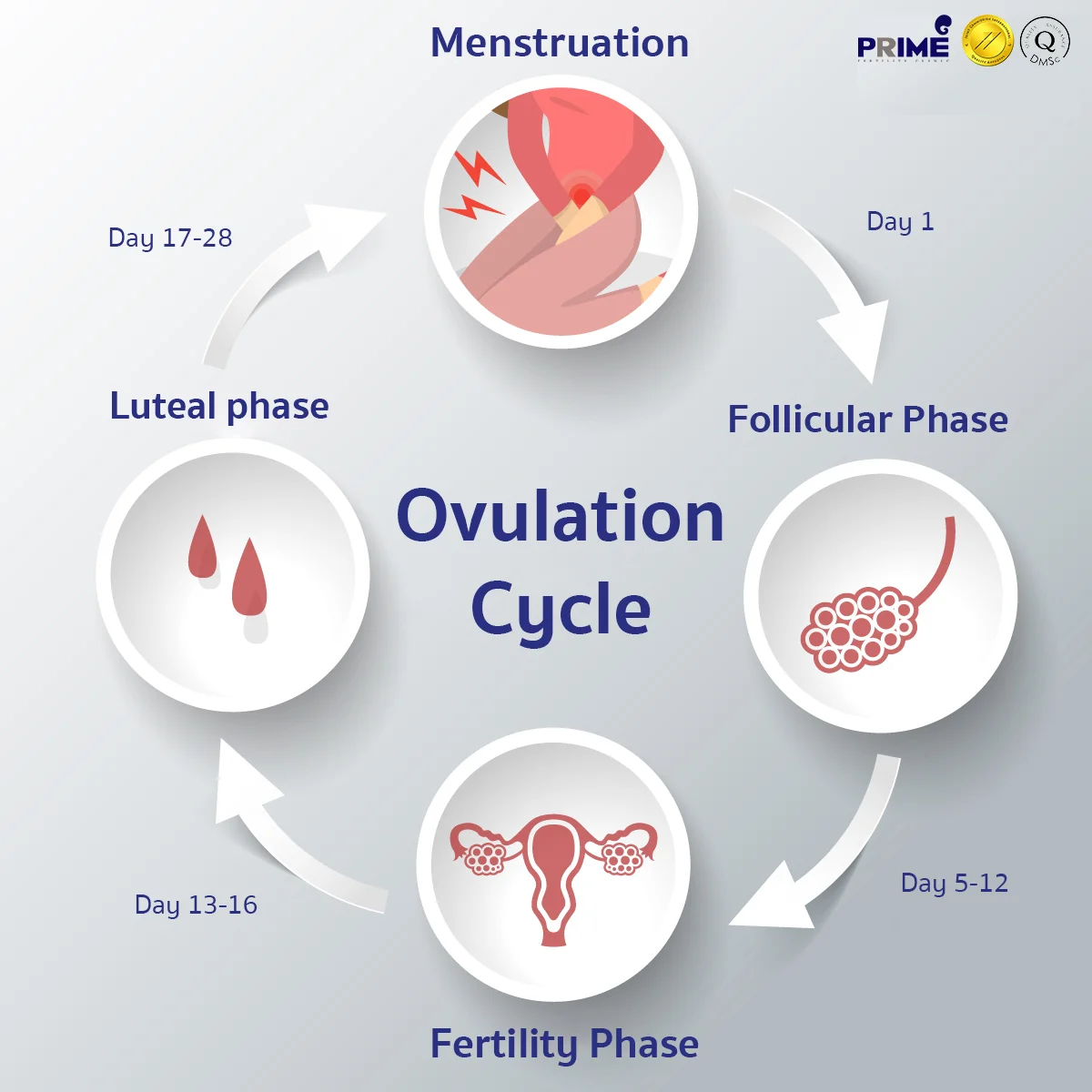Understanding the Ovulation Process